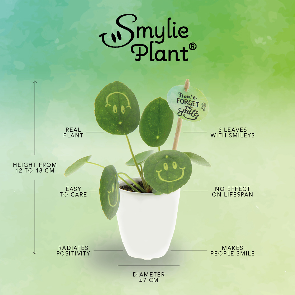 Smylieplant® - Happy in papercup (small), In beschermende plantensleeve
