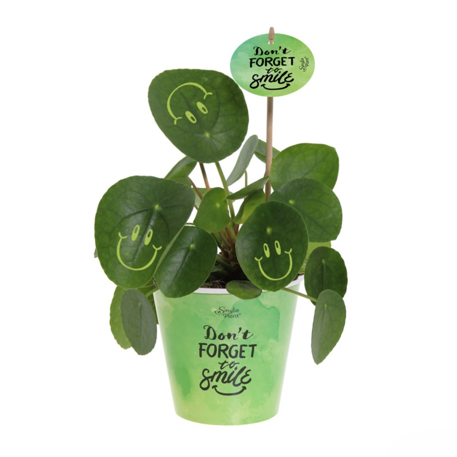 Smylieplant® - Happy in papercup (large), In beschermende plantensleeve