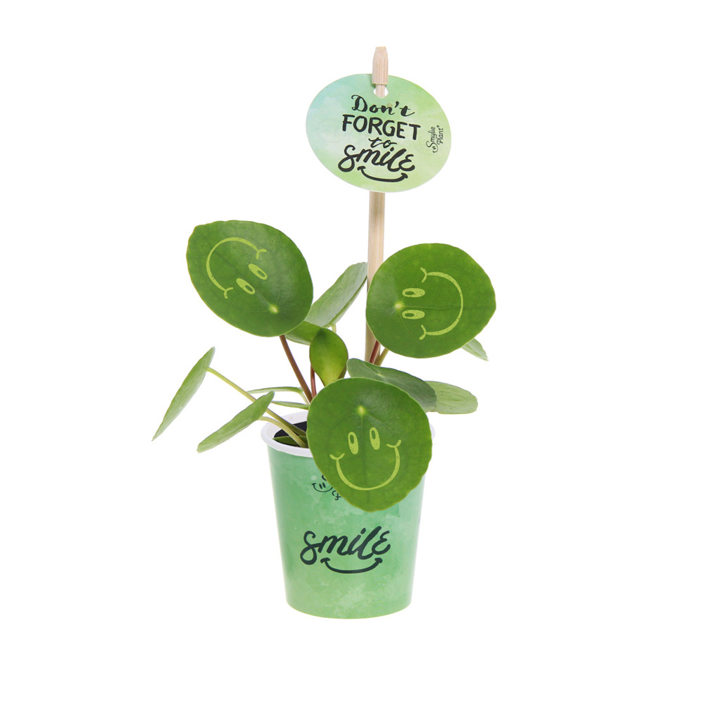 Smylieplant® - Happy in papercup (small), In beschermende plantensleeve