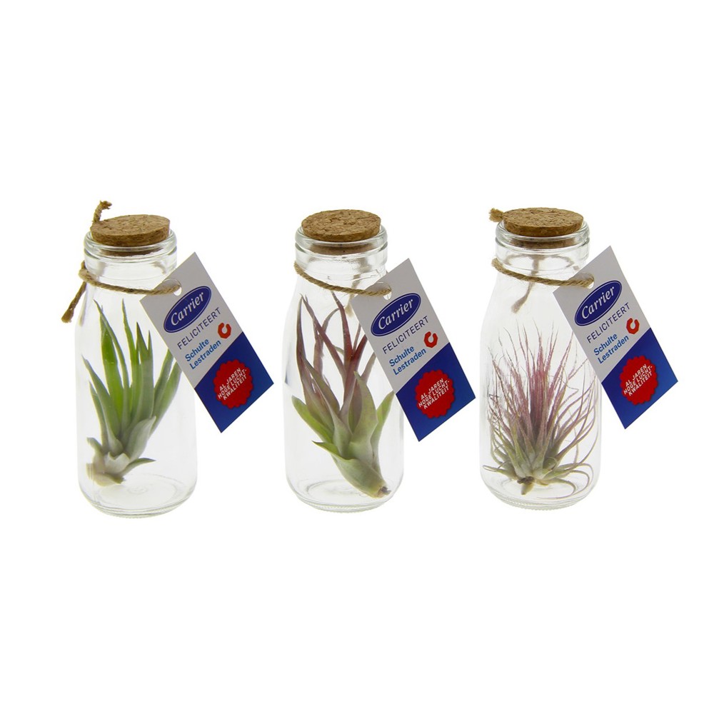 Airplant - Glass bottle large