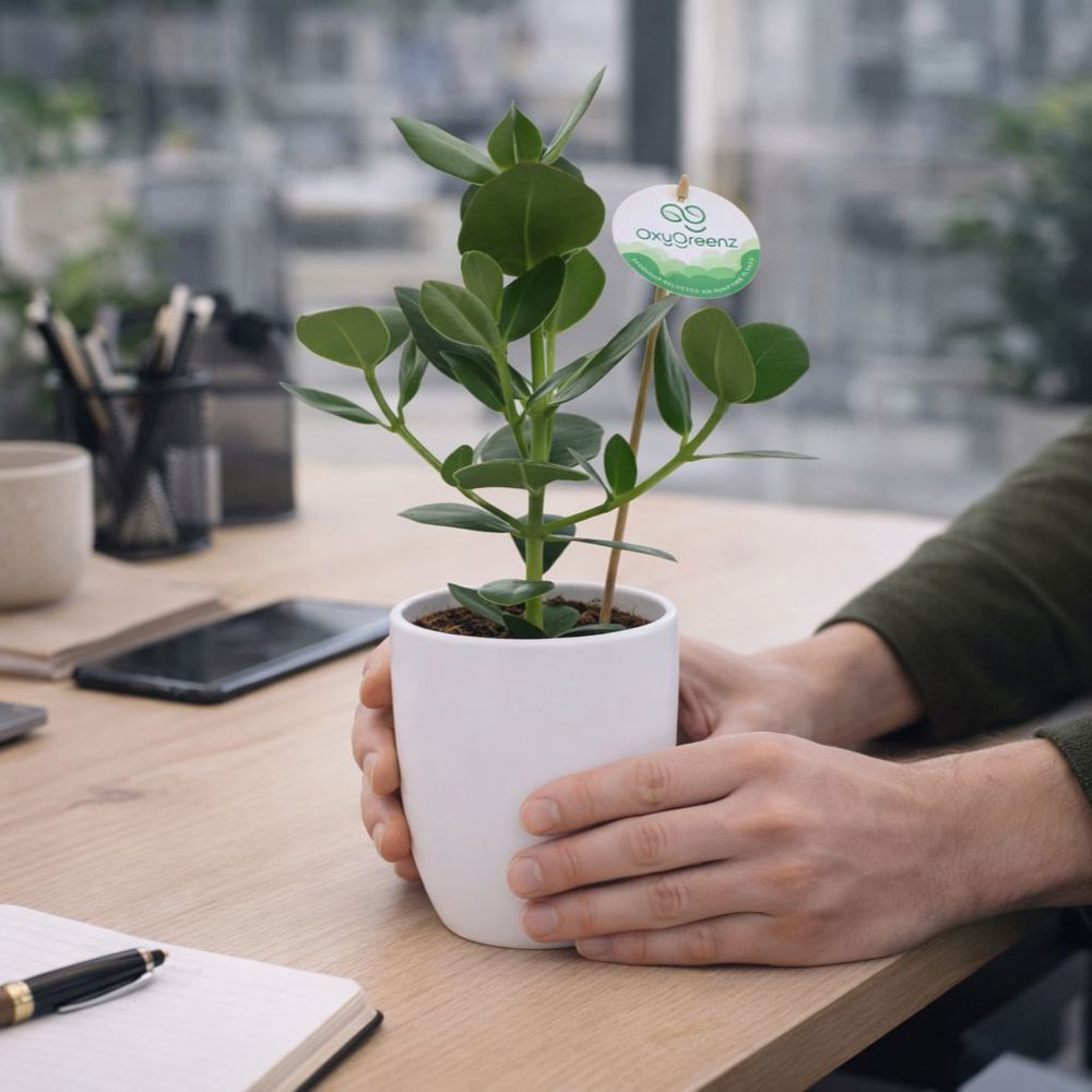 OxyGreenz® - Clusia rosea in keramieke pot, In giftbox