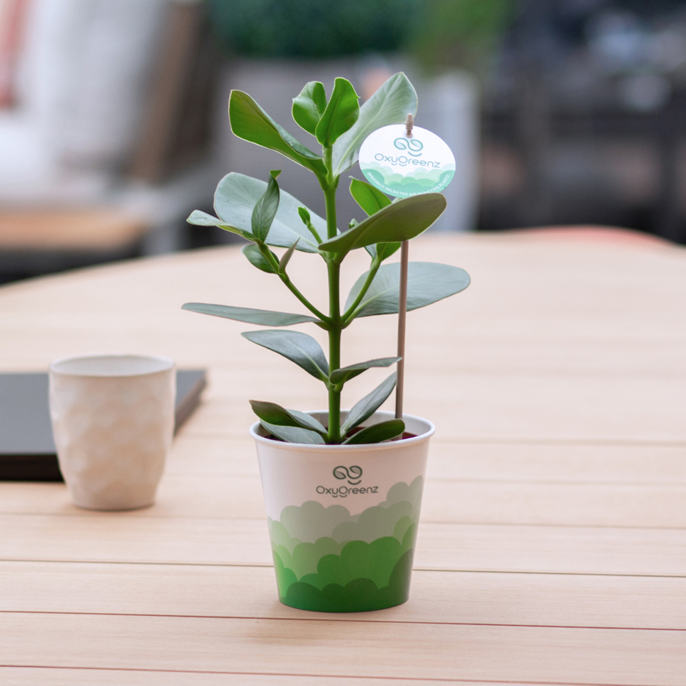 OxyGreenz® - Clusia rosea in papercup, Zonder verpakking