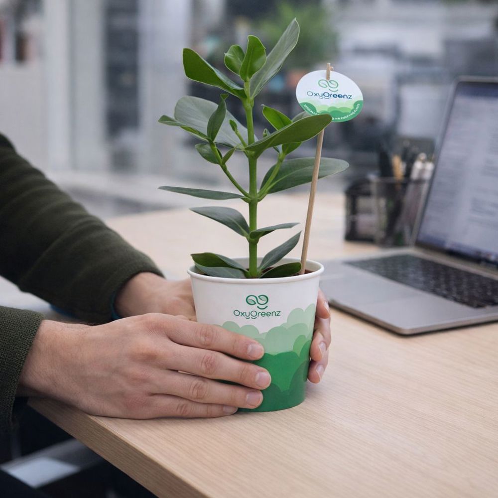 OxyGreenz® - Clusia rosea in papercup, Zonder verpakking