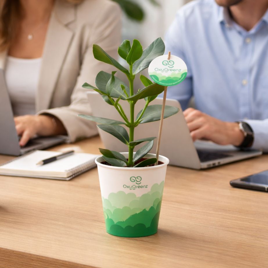 OxyGreenz® - Clusia rosea in papercup, Zonder verpakking