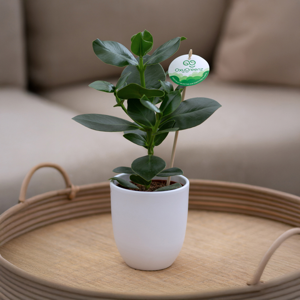 OxyGreenz® - Clusia rosea in keramieke pot, In giftbox