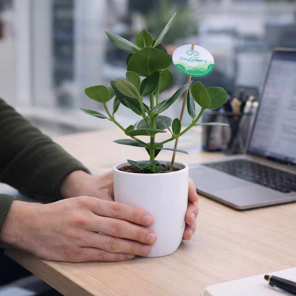 OxyGreenz® - Clusia rosea in keramieke pot, In giftbox