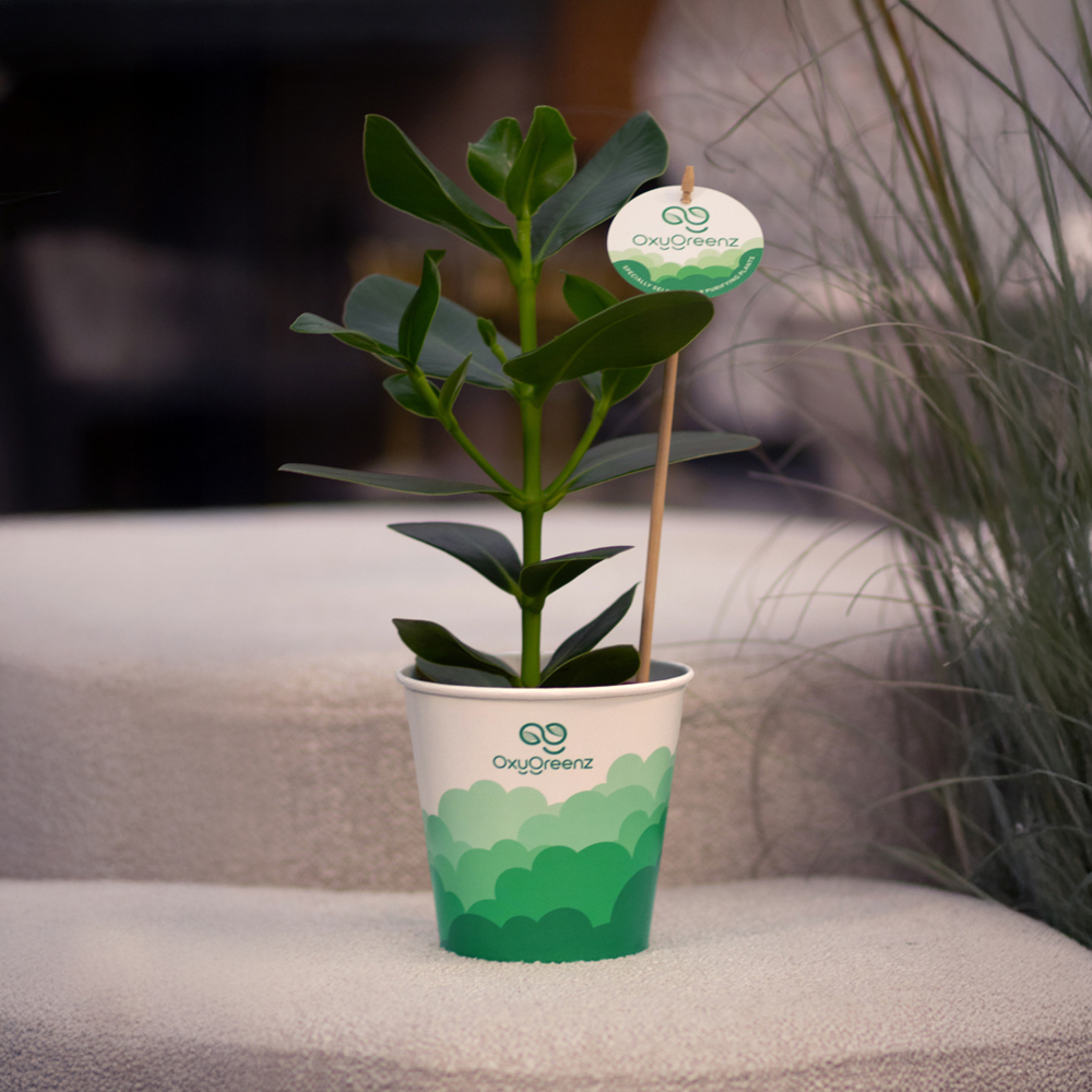 OxyGreenz® - Clusia rosea in papercup, Zonder verpakking
