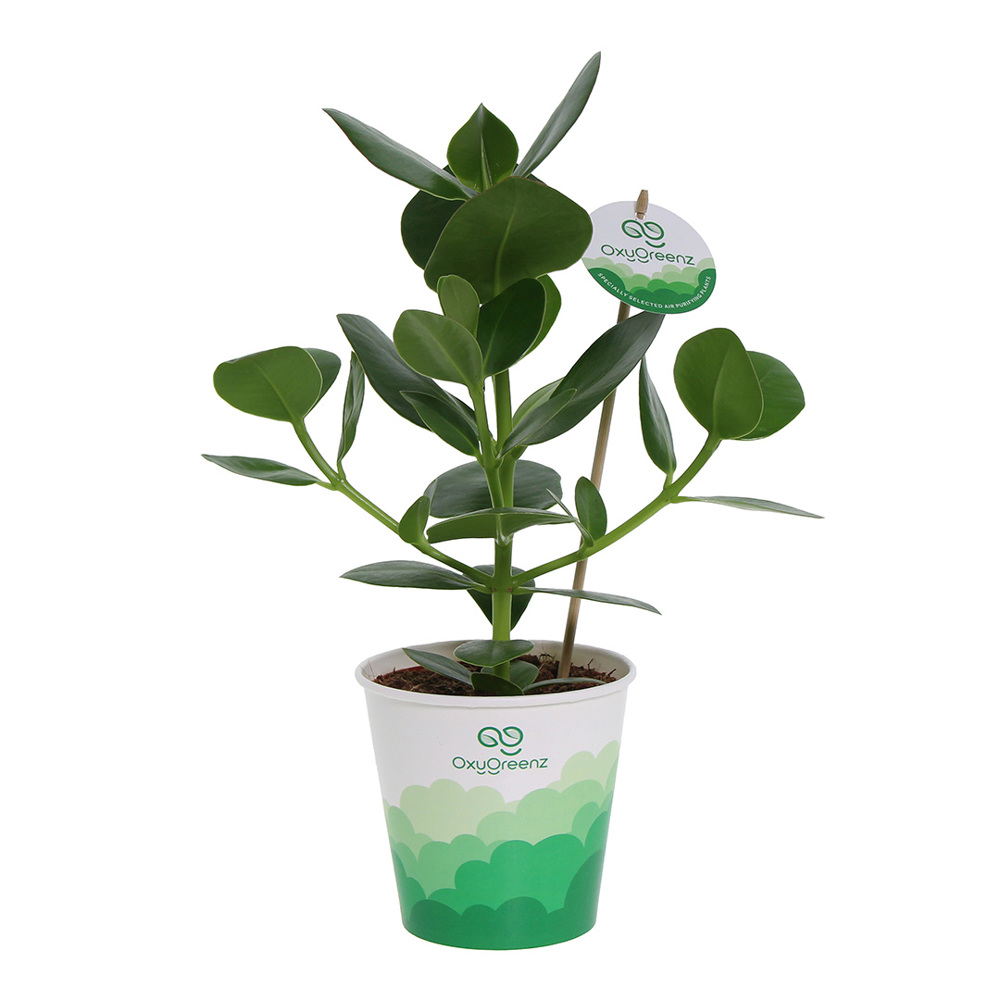 OxyGreenz® - Clusia rosea in papercup, Zonder verpakking