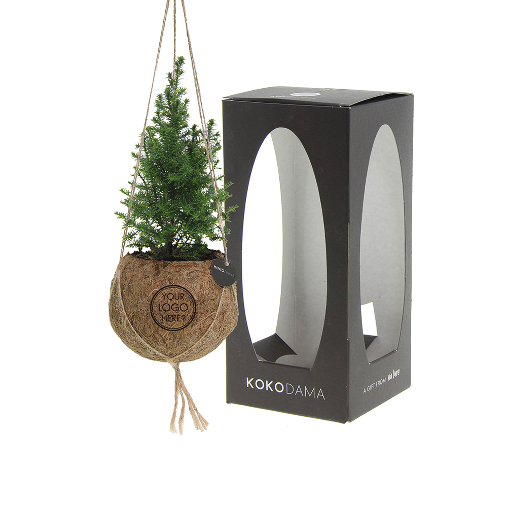 Kokodama® - Christmas tree (S), In giftbox