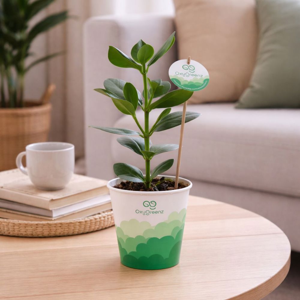 OxyGreenz® - Clusia rosea in papercup, Zonder verpakking