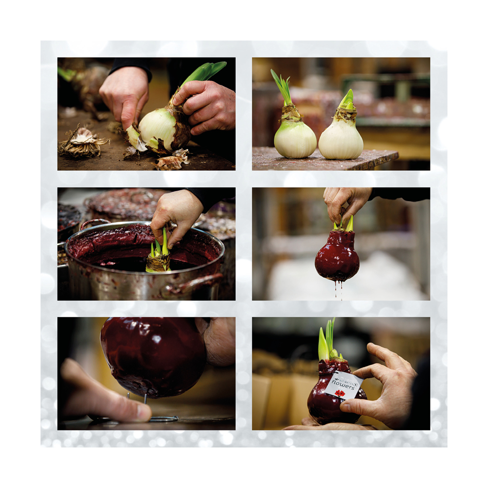 No Water Flowers® - Formz classic, In carry bag, Zwart