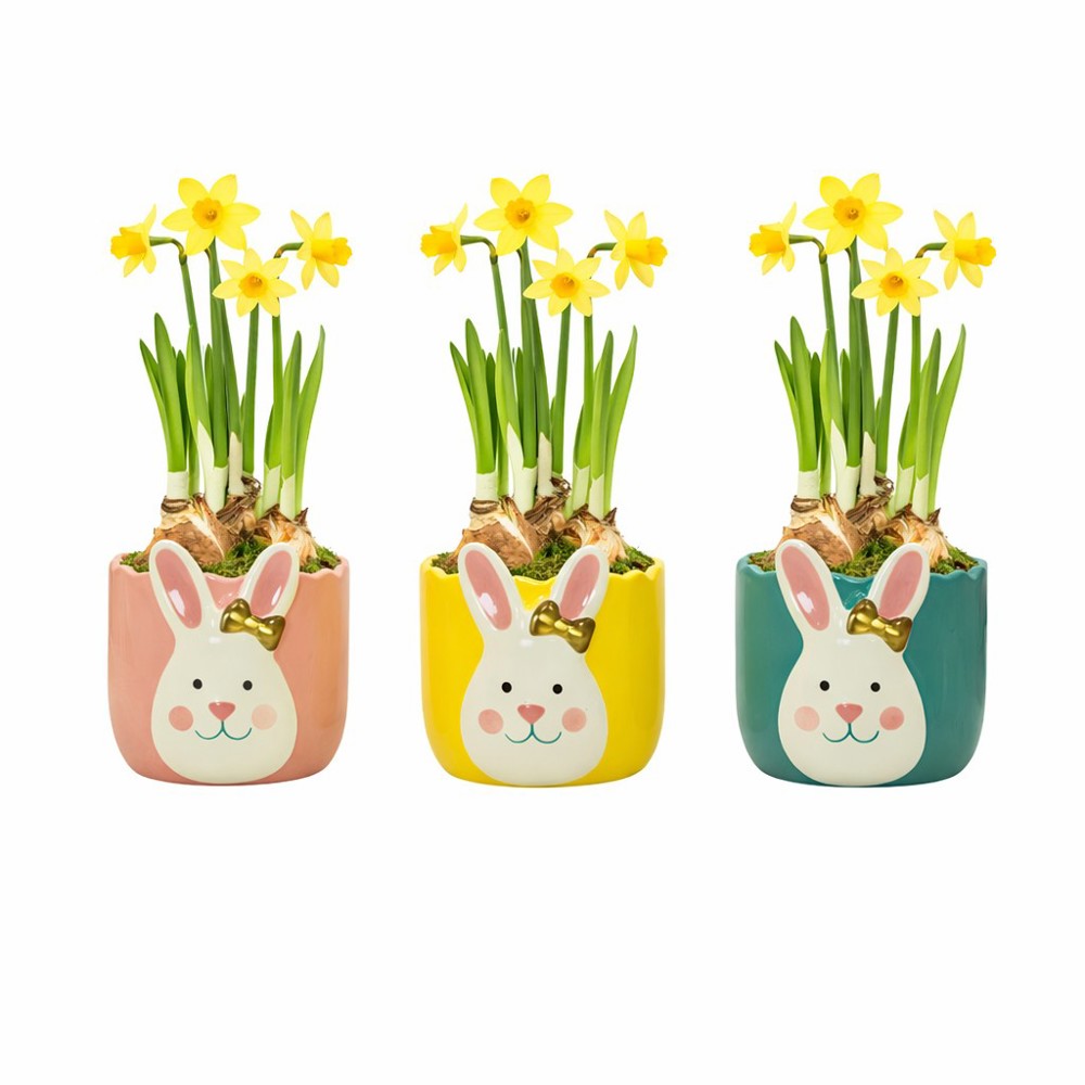 Easter golden bunny medium - Narcis, Zonder verpakking