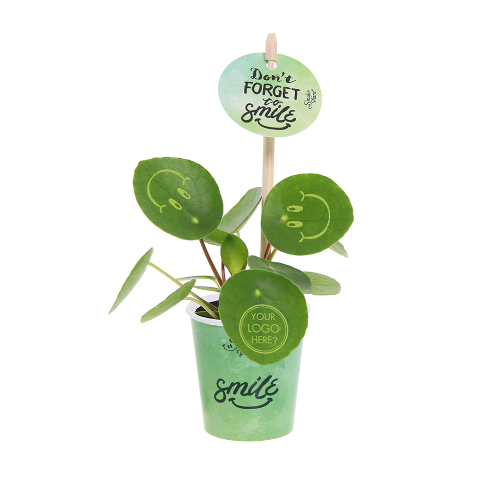 Smylieplant® - Happy in papercup (small), In beschermende plantensleeve