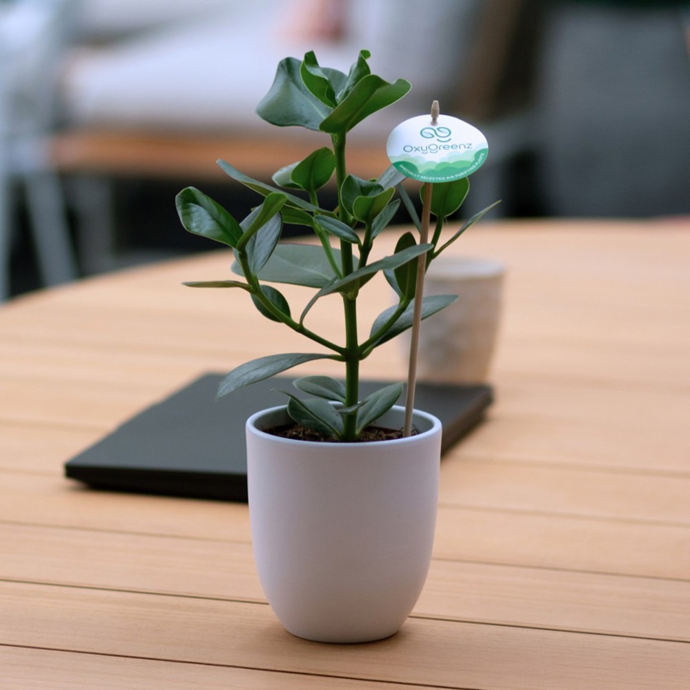 OxyGreenz® - Clusia rosea in keramieke pot, In giftbox