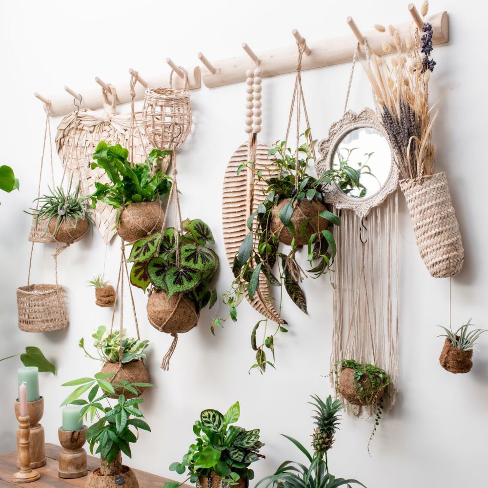 Kokodama® - Christmas tree (S), Zonder verpakking