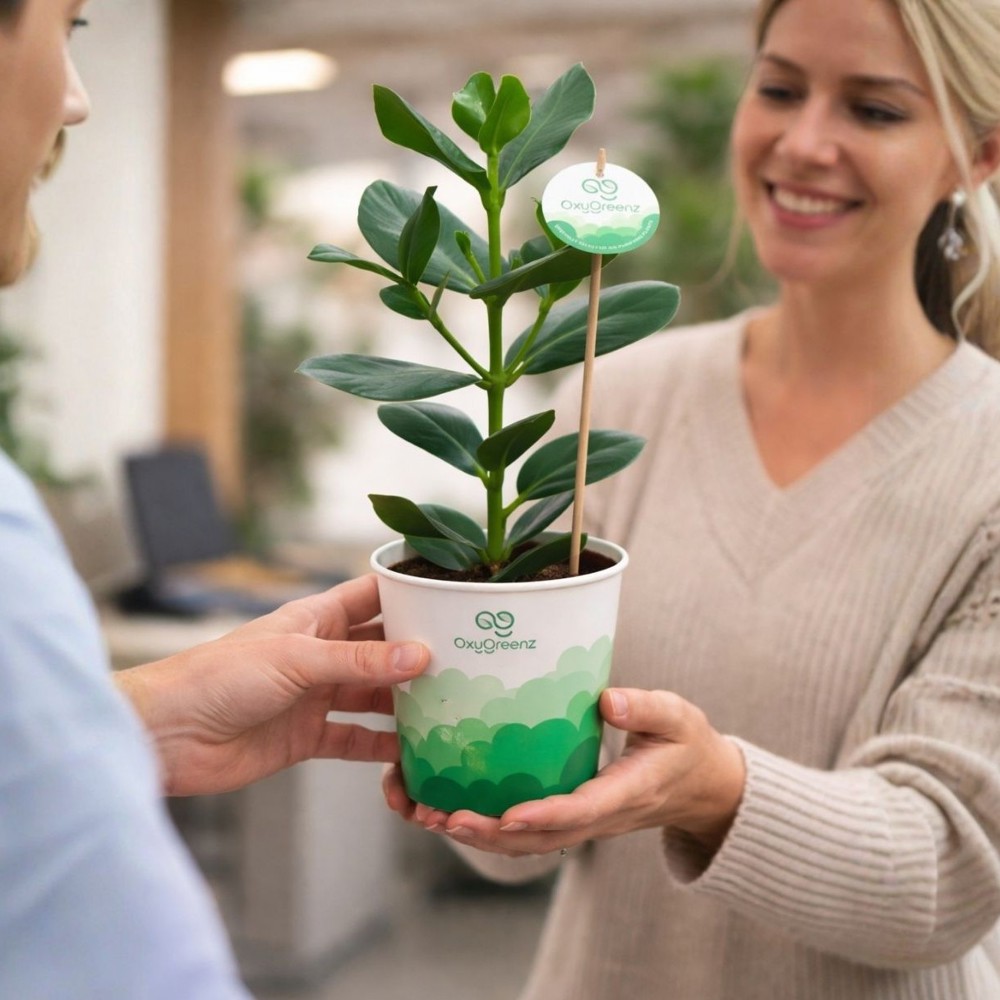 OxyGreenz® - Clusia rosea in papercup, Zonder verpakking