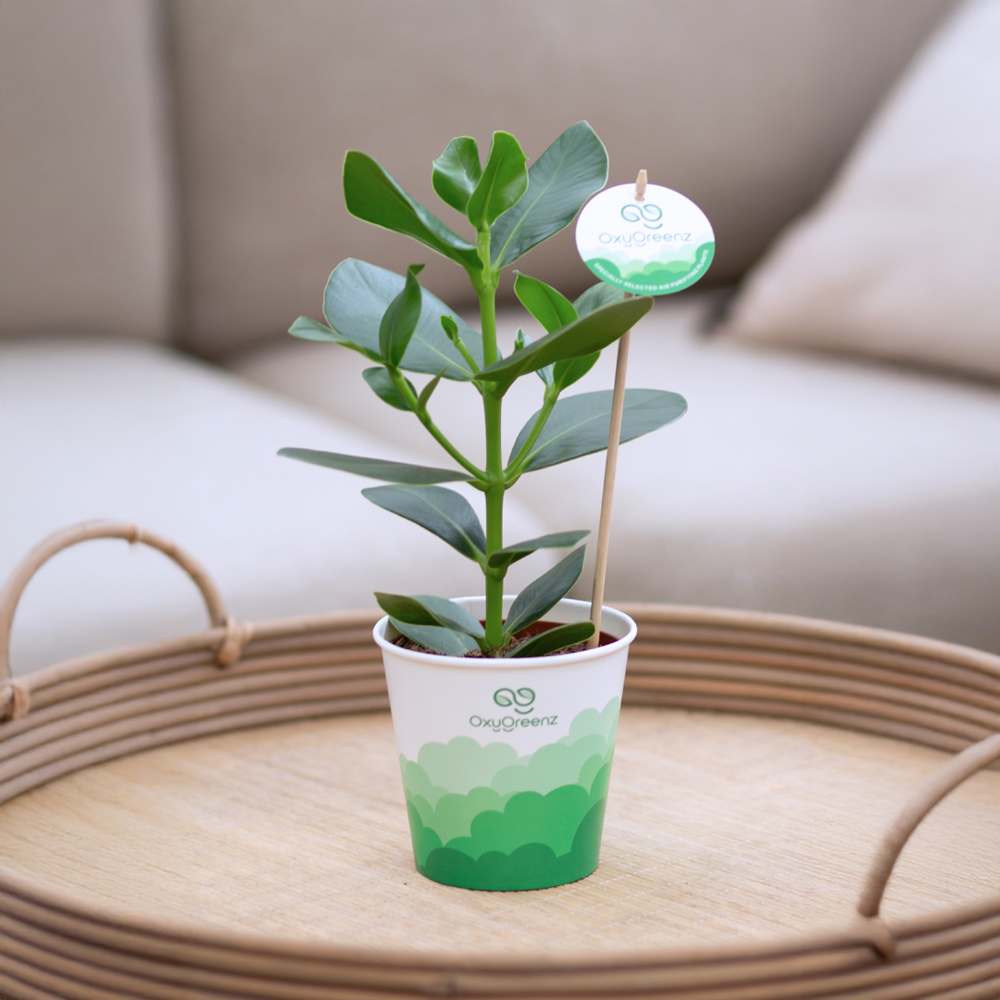 OxyGreenz® - Clusia rosea in papercup, Zonder verpakking
