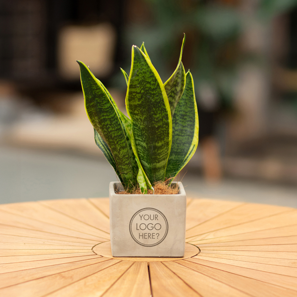 Congreet® plantpots large, Zonder verpakking